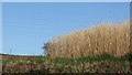 ST1232 : Biomass crop, Westowe by Richard Webb