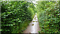 Trans Pennine Trail near Lymm