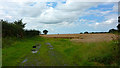 Cat in Field, Dunham Woodhouses