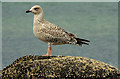 C9241 : Juvenile gull, Portballintrae by Albert Bridge
