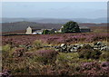 Heather moorland around Parson House