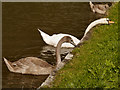 Feeding Swans