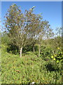 Small stand of trees amongst the scrub