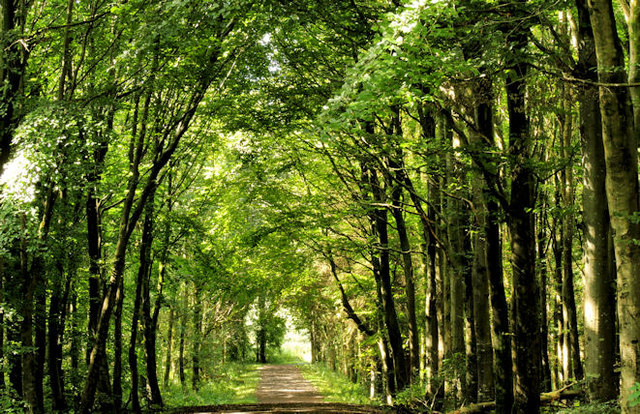 Path, Somerset forest, Coleraine (4) © Albert Bridge cc-by-sa/2.0 ...