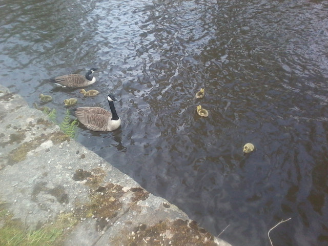 Canadian Geese at Stayley Wharf, Stalybridge