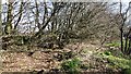 Grown out beech hedge, B3224/B3190