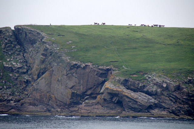 Cattle on Ness of Sound
