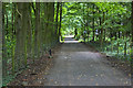 A bridleway through Dam Wood