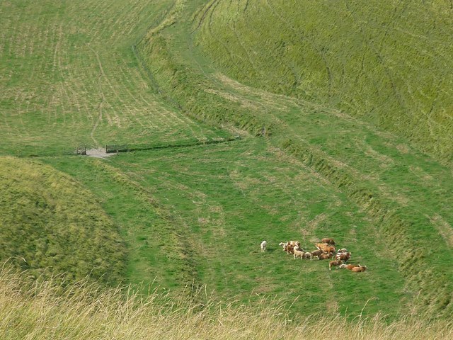 Cattle grazing in the Manger at White Horse Hill