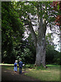 Ancient Beech in Wythenshaw Park