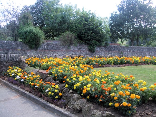 Flowers in Puckpool Park