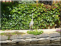 Heron by the Trent & Mersey Canal