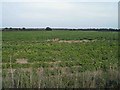 Potato field on Kirk Sandall Common