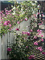 Flowers and fence, Maplebeck