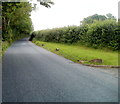 Trees and hedges alongside the B4558 near Llanfrynach