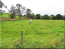 H4170 : Cows, Cavanacaw by Kenneth  Allen