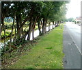 Tree-lined canal, Brecon