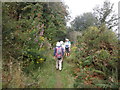 Path through Glenthorne Plantations