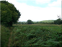TQ8664 : Bridleway beside Chestnut Wood by David Anstiss