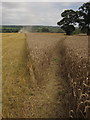 Wheat near Aston-by-Stone