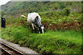 SD1098 : Cow Beside the Line by Peter Trimming