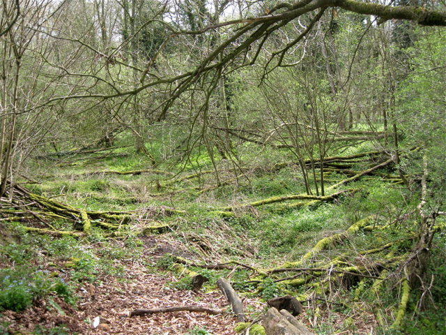 Derelict wet woodland, Bannerly Pool