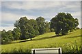 Salisbury District : grassy hillside and trees