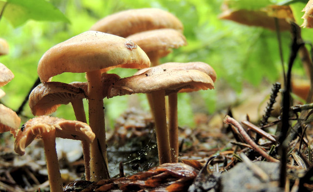 Fungus, Hillsborough (2012-3) © Albert Bridge cc-by-sa/2.0 :: Geograph ...