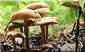 J2558 : Fungus, Hillsborough (2012-3) by Albert Bridge