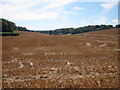 Field by Church Road