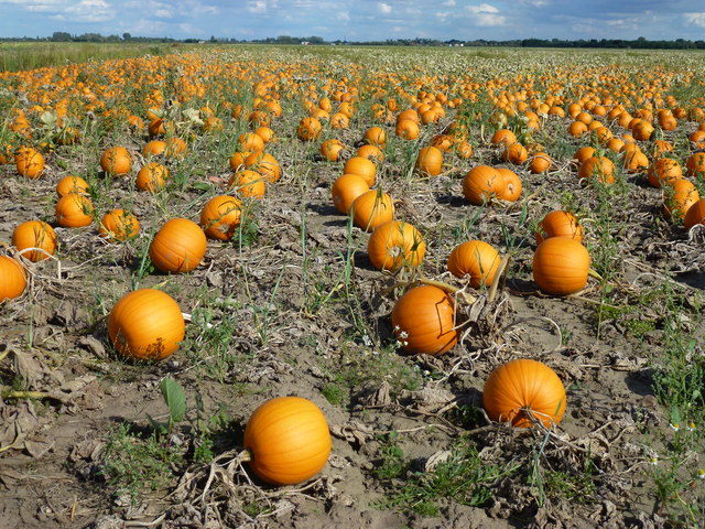 Pumpkins for Halloween?
