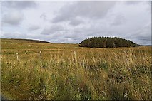 B7702 : Looking over rough land to a coniferous plantation - Dooey Townland by Mac McCarron