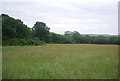 Meadow, Smithwood Common