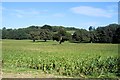 TQ1115 : Fields near Little Thakeham by Paul Gillett