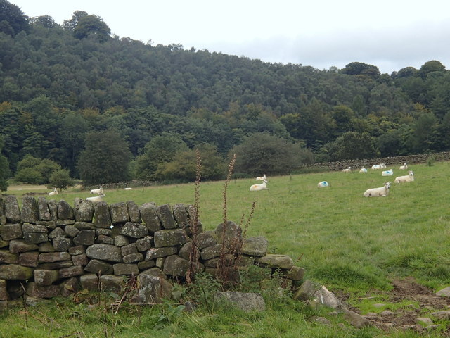 Derwent valley fields