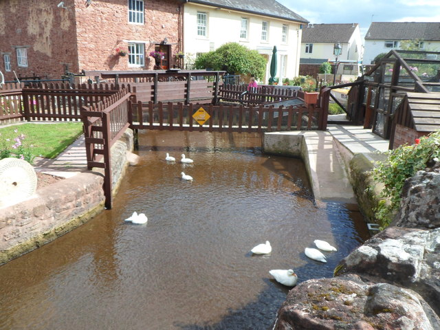 White ducks and a duck crossing, Bishops Lydeard Mill