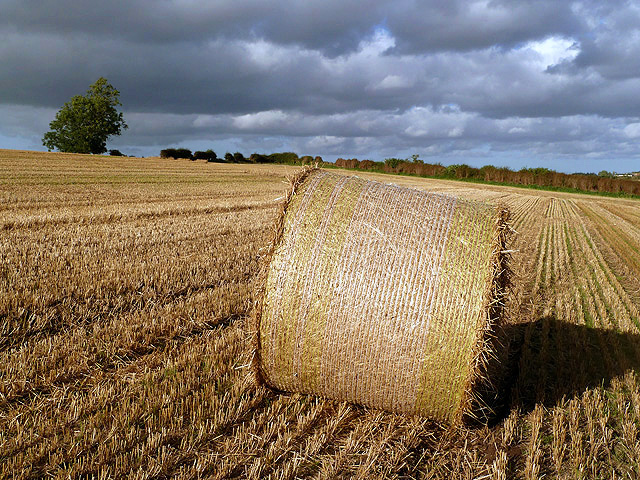 A round bale in a stubble field