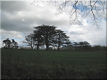 SP2185 : Groups of conifers in former parkland, Little Packington by Robin Stott