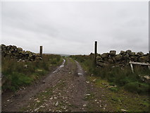 NX1964 : Southern Upland Way near Kilhern by Billy McCrorie