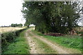 Stand of trees round pond on the field edge