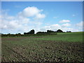 A path heading to High Catton