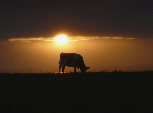 A cow at sunset, Cote Stones
