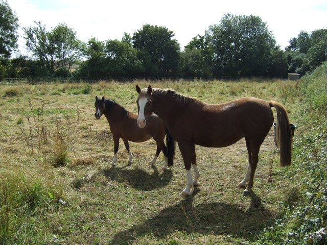 Horses, The Grange