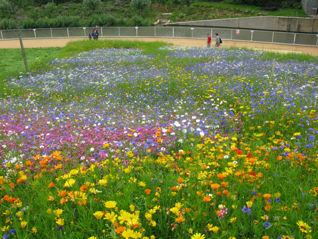 Flower meadow beside the City Mill River, Olympic Park