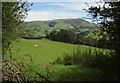 Sheep grazing east of Cefn-Gader