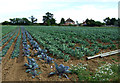 TL0158 : Cabbage field near Crossways Farm by JThomas