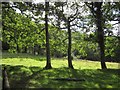 Trees in a meadow above Nant Fron Fawr