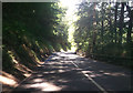 Road through Hanging Wood