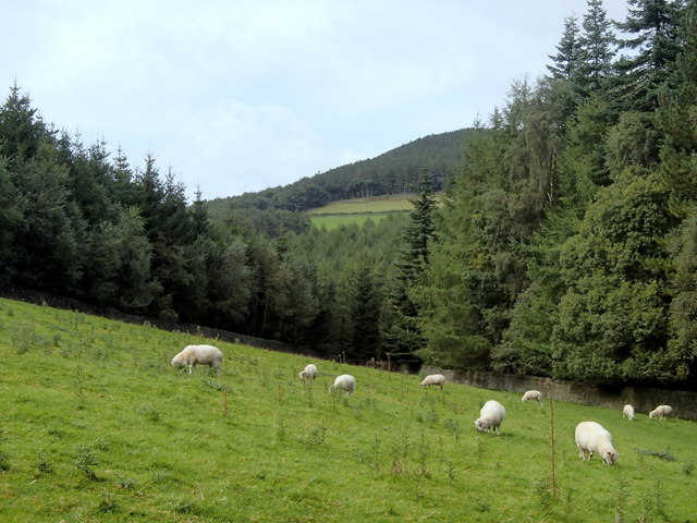 Field and wooded valley