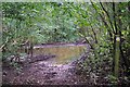 Damp Path in Thornfield Wood